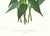 Realism Large 1973 Orchid Flower Lithograph "Sobralia Macrantha" (Large-Flowered Sobralia) After James Bateman For Sale - Image 3 of 6