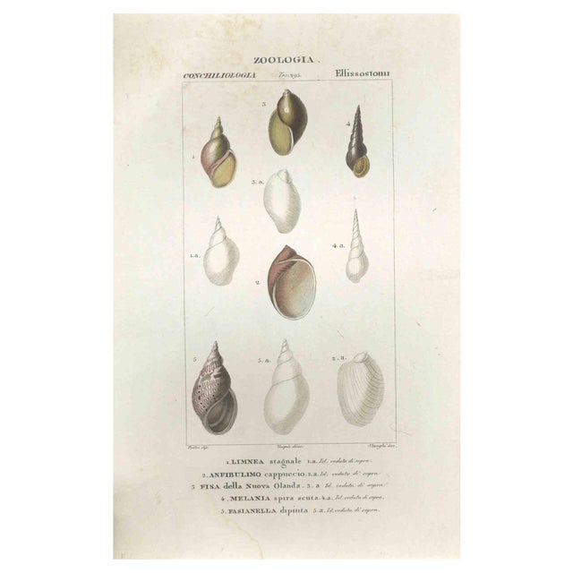 Pierre Jean François Turpin, Ellissostomi, Etching, 1831 For Sale