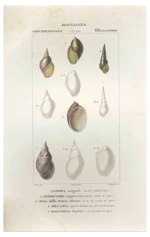 Pierre Jean François Turpin, Ellissostomi, Etching, 1831