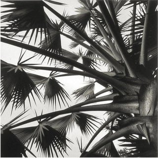 "Palm Sky" Black and White Silver Gelatin Photograph by Joe Jurson For Sale