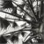 "Palm Sky" Black and White Silver Gelatin Photograph by Joe Jurson For Sale