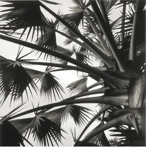"Palm Sky" Black and White Silver Gelatin Photograph by Joe Jurson