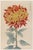 Asian Red Mum by Hasegawa, Vintage Japanese Botanical Art Print, 36" X 54" For Sale