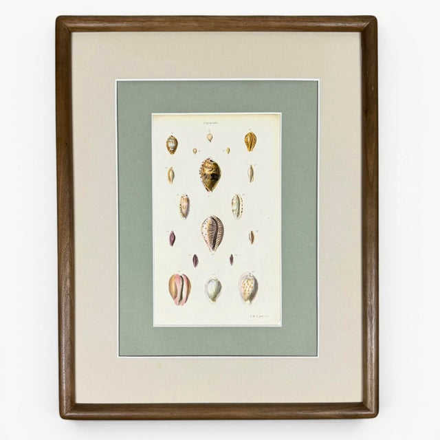 Realism Trio of 19th-Century Hand-Colored Sowerby Coastal Shell Engravings in Walnut Frames For Sale - Image 3 of 10