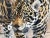 Kindrie Grove Monumental Mayan Jaguar Oil on Canvas Painting, 2002 For Sale - Image 15 of 15