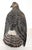 The Northern Harrier, a highly versatile raptor, thrives in a variety of expansive, primarily low-vegetation environments...
