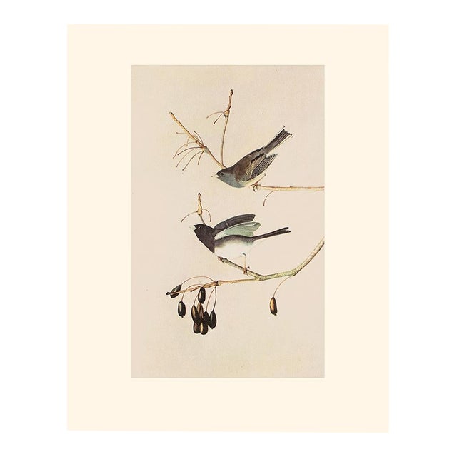 1966 Vintage Cottage Print "Snow Bird & Slate-Colored Junco" After John James Audubon For Sale