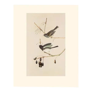 1966 Vintage Cottage Print "Snow Bird & Slate-Colored Junco" After John James Audubon