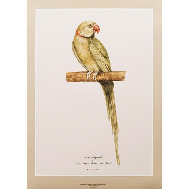 Printmaking Materials Alexandrine Parakeet XL Print, After 1590s Anselmus De Boodt Watercolor For Sale - Image 7 of 7