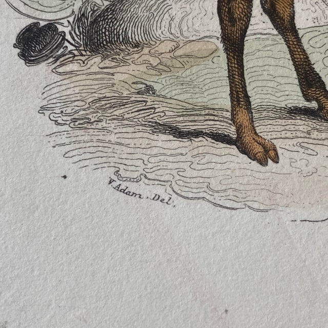 French Antique 18th Century "Le Lama" Animal Engraving Hand Colored Signed Artwork For Sale - Image 10 of 11