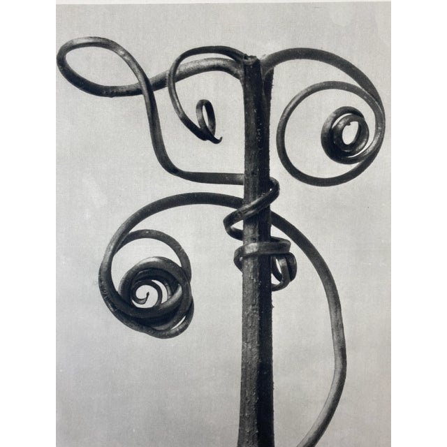 Exquisite Botanical photogravure from famed Urformen Der Kunst portfolio by Blossfeldt . Karl Blossfeldt (1865 - 1932) was...