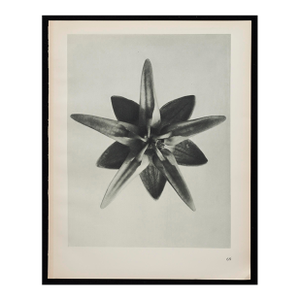 Original Karl Blossfeldt Photogravure Botanical Print