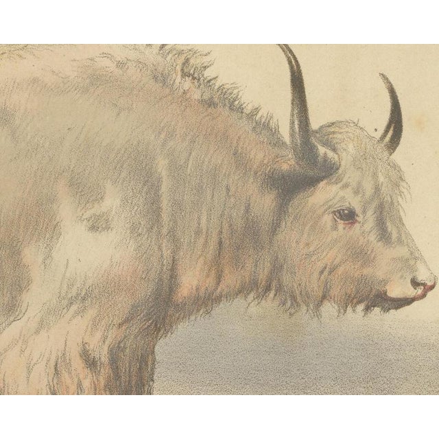 Borie, Male Yak, from Borie's Farm Animals, 1863, Chromolithograph For Sale - Image 4 of 9
