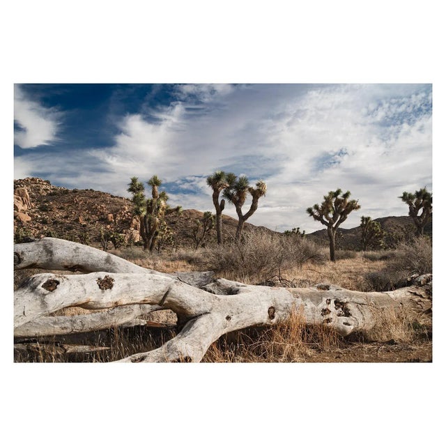 This shot from Mark Frohman's 'American West' series is the quintessential view of the western landscape of Joshua Tree,...