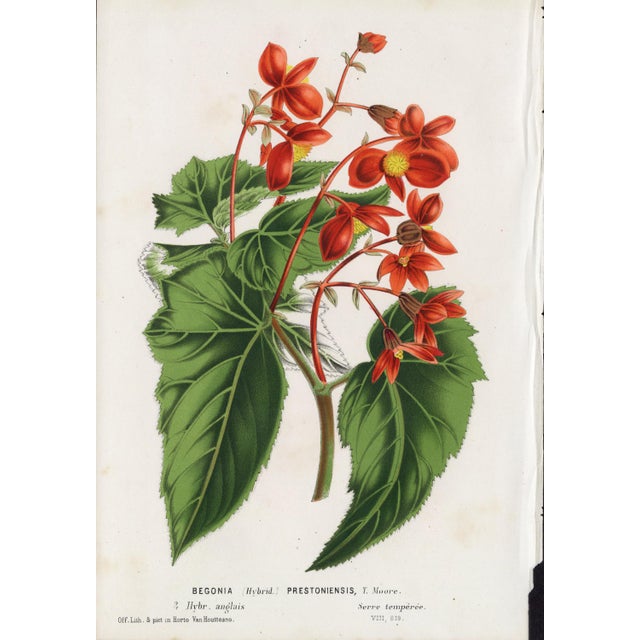 Mid 19th Century 14 Van Houtte Botanicals! Hand Color c.1853 Set B For Sale - Image 5 of 15