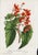 Mid 19th Century 14 Van Houtte Botanicals! Hand Color c.1853 Set B For Sale - Image 5 of 15