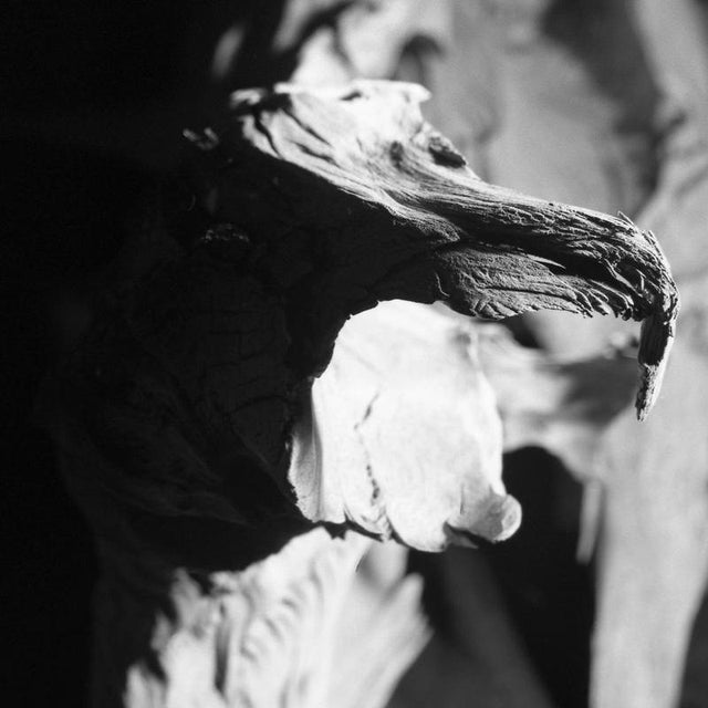 Not Yet Made - Made To Order Paul Cooklin, Scan 828, Natures Faces, Edition of 50 For Sale - Image 5 of 5