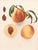 A magnificent original antique photogravure (print) of Elberta Peaches by Ulysses Prentiss Hedrick (1870-1951). Superb...