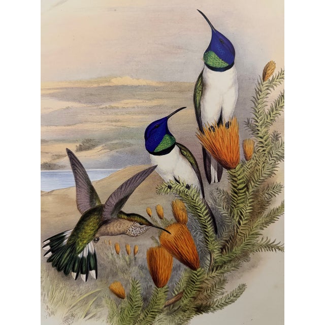This is a special-edition facsimile of the Chimborazian Hillstar or Dredtrochilps Chimbarazo (Plate 68) from Volume II of...