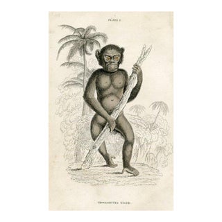 1840s, Chimpanzee Print, Original Antique Mammal Engraving, Hand Colored, England For Sale