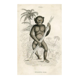 1840s, Chimpanzee Print, Original Antique Mammal Engraving, Hand Colored, England
