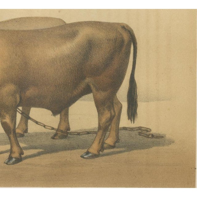 Borie, Cholet Oxen, French Cattle Breed, 1863, Chromolithograph For Sale - Image 6 of 9