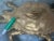 Late 20th Century Vintage Extra Large Brass Crab Figure Box, With Baby Crab on Back For Sale - Image 9 of 11