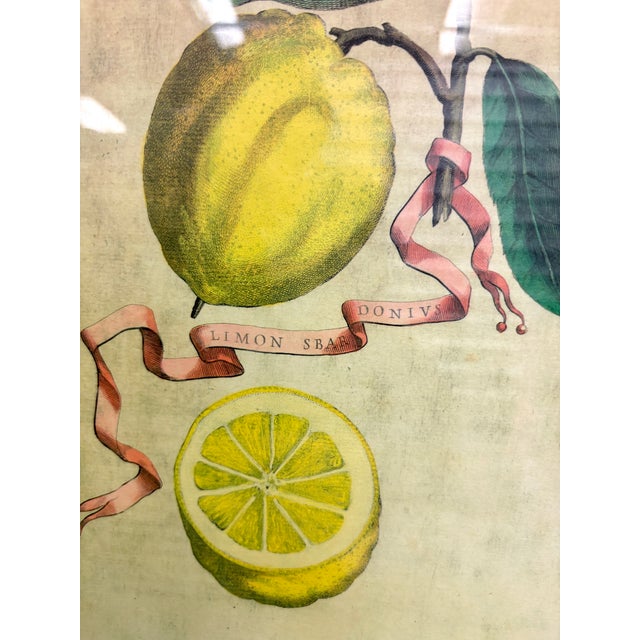 Late 20th Century Vintage Framed “Limon Sbardonius” Lemon Citrus Botanical Print After Giovanni Battista Ferrari For Sale - Image 5 of 11