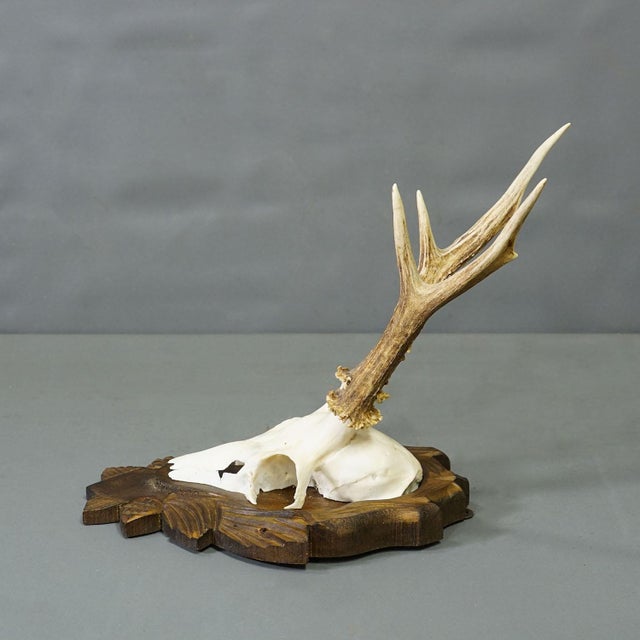 Rustic European Black Forest Vintage Roe Deer Trophy on Carved Plaque 1940s For Sale - Image 3 of 5