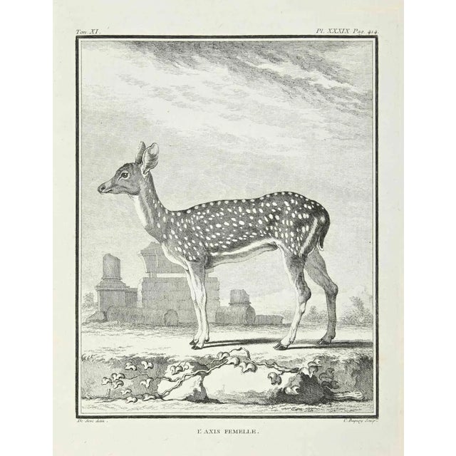 Jean Charles Baquoy, L'Axis Femelle, Etching, 1771 For Sale