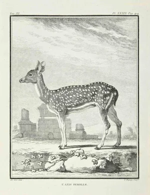 Jean Charles Baquoy, L'Axis Femelle, Etching, 1771
