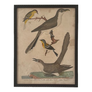 Late 18th Century Vintage Bird Illustrations, Framed For Sale