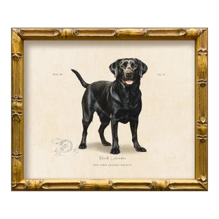 Reproduction Art Print of Vintage "World of Dogs" Illustration (Black Labrador), Framed For Sale