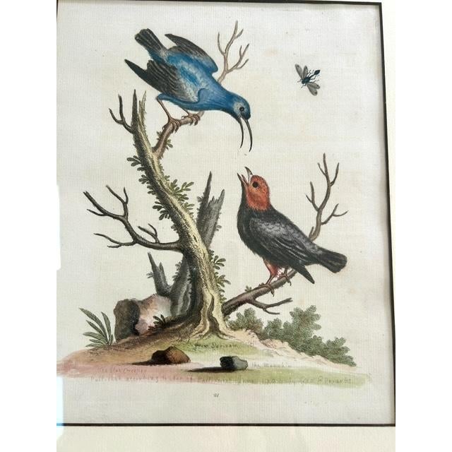 A charming set of four 18th-century hand-colored bird engravings by the renowned English naturalist and ornithologist...