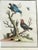A charming set of four 18th-century hand-colored bird engravings by the renowned English naturalist and ornithologist...