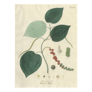 Piper Nigrum, 1800s, Paper For Sale