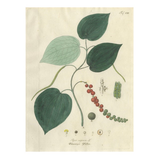 Piper Nigrum, 1800s, Paper For Sale