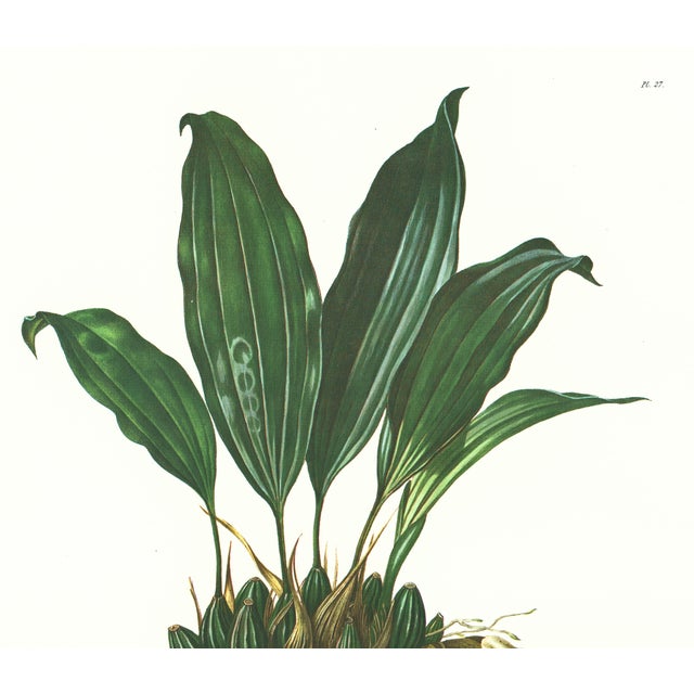 Realism Large 1973 Orchid Flower Lithograph "Stanhopea Martiana" (Von Martius Stanhopea) After James Bateman For Sale - Image 3 of 6