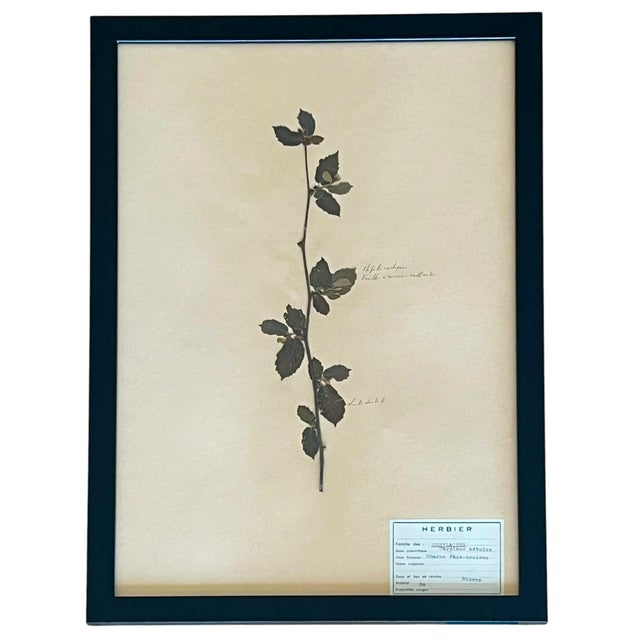 1965 French Herbarium Botanical Specimens – Set of 9 Custom Framed Pressed Botanicals For Sale - Image 4 of 17