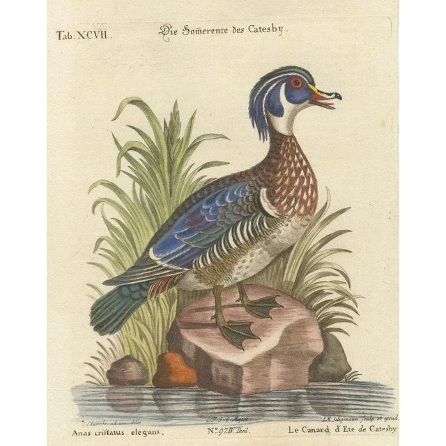 Johann Michael Seligmann, Catesby's Summer Duck, 18th Century, Engraving on Paper For Sale - Image 6 of 7
