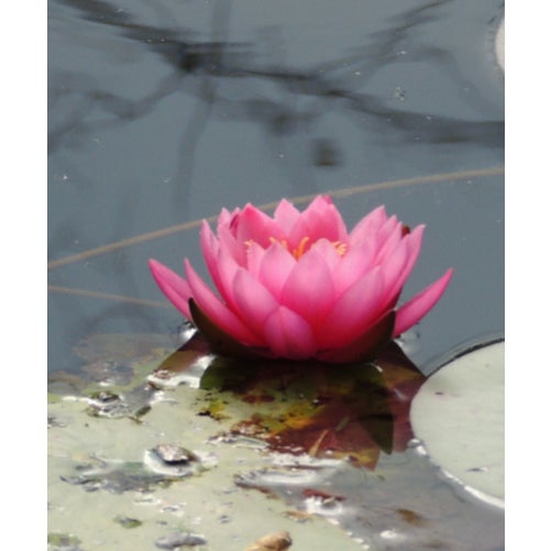 Limited edition contemporary color photograph by Dorothy Solomon Image Size: 20"x30" Frame Size: 23.875"x33.875 Edition of...