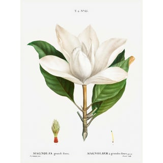 Southern Magnolia, Redouté Botanical Print, 18" X 24" For Sale