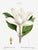 Southern Magnolia, Redouté Botanical Print, 18" X 24" For Sale