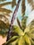 Vintage Signed M. Bryson Tropical Beach Palm Tree Landscape Painting, Framed For Sale - Image 16 of 17