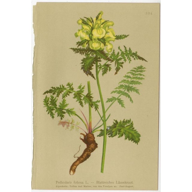 After Anton Hartinger, Alpine Botanical Plates, Small Chromolithographs, 1897, Set of 4 For Sale - Image 3 of 9