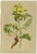 After Anton Hartinger, Alpine Botanical Plates, Small Chromolithographs, 1897, Set of 4 For Sale - Image 3 of 9