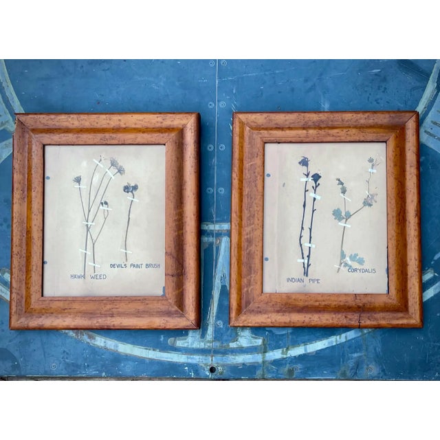 Cream Pair Antique Pressed Wildflowers Botanicals Herbarium Specimens 1936 Beautifully Displayed in Antique Birdseye Maple Frames For Sale - Image 8 of 9