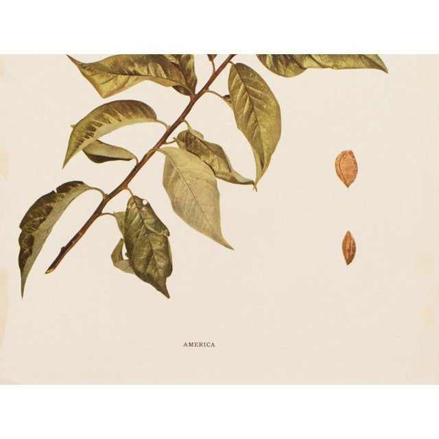 1900s U. P. Hedrick, Original Antique Photogravure of America Plums For Sale - Image 4 of 7