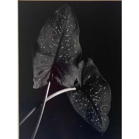 Late 20th Century Michael Johnson Botanicals Photography Portfolio 1979 - Set of 8 For Sale - Image 9 of 12