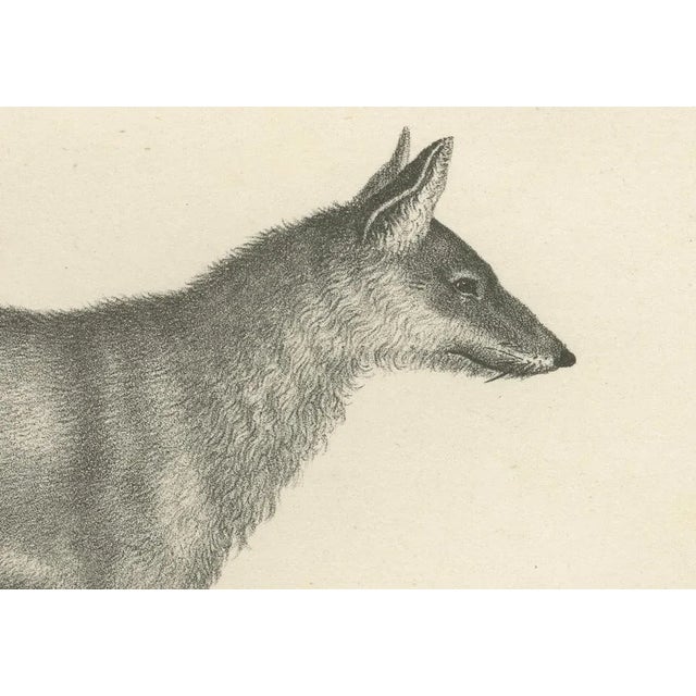 C.C. G. Zool., The Black Wolf and Grey Wolf, 1836, Lithograph For Sale - Image 3 of 11